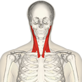 胸鎖乳突筋の図